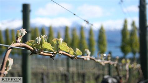 Rippon | Activities & Day Trips in Wānaka, New Zealand