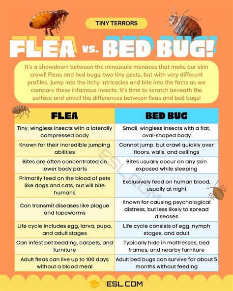 Flea vs. Bed Bug: Differences between Flea and Bed Bug • 7ESL