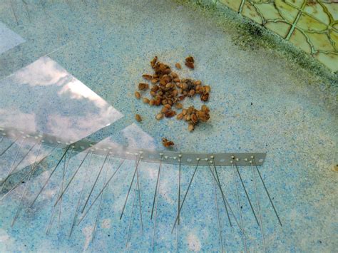 What's pooping in my pool? : r/HomeImprovement