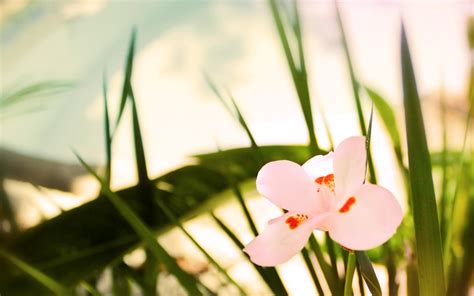 《春暖花开》 大自然壁纸_植物_太平洋电脑网