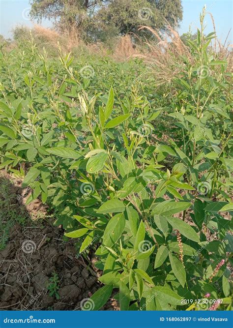 Pigeon Pea Plant in Farm in India Stock Image - Image of indian, plant ...