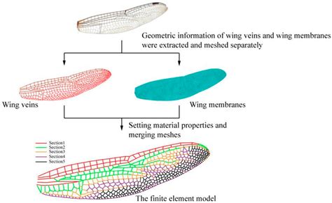 A Simulation Method for Fluid–Solid Coupling in the Flexible Wings of ...
