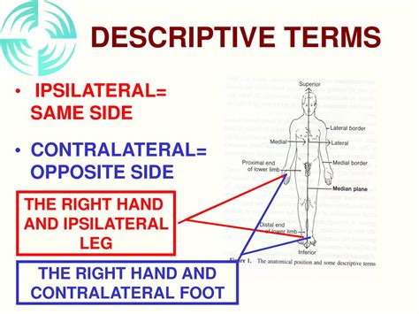Image result for Contralateral Body Parts Example