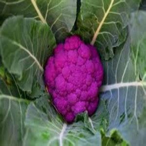 Decon Cauliflower Seed Price in India - Buy Decon Cauliflower Seed ...