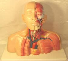 Buy New Listing Lifesize head neck thoracic anatomical anatomy model ...