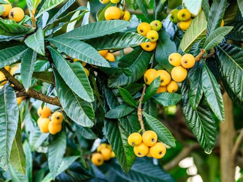 Loquat Fruit In Spanish