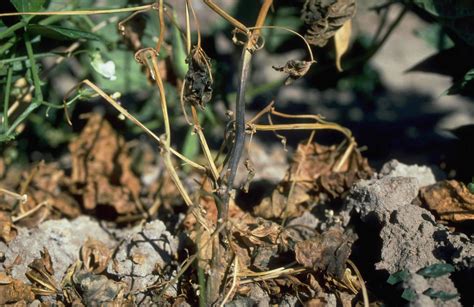 Charcoal rot - Prevention, Control and Damage