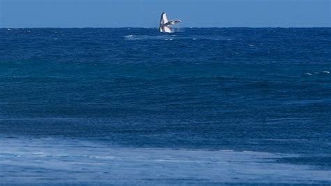 Whale breach seen during Paris Olympics surfing semifinal competition ...