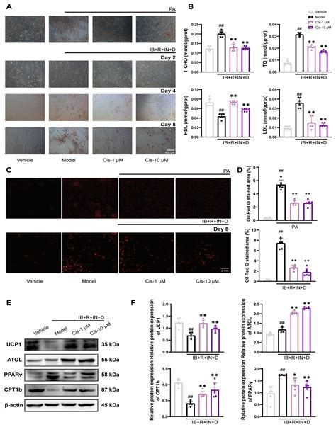 Cistanoside F Ameliorates Lipid Accumulation and Enhances Myogenic ...