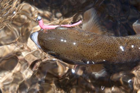 Native American Community 的图像结果