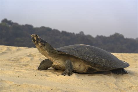 Giant Amazon River Turtle