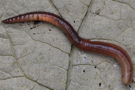 Earthworm