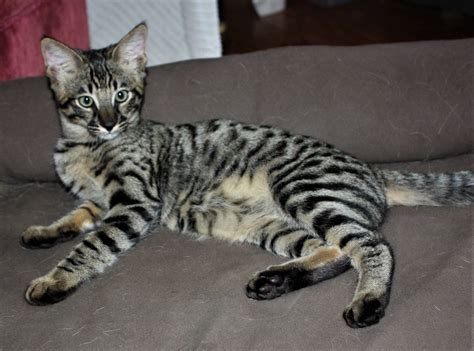 F3 Savannah Cat
