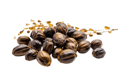 Castor oil seeds isolated on transparent background. PNG file, cut out ...