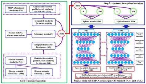 Prediction of Potential miRNA–Disease Associations Through a Novel ...