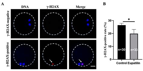 Supplementation with Eupatilin during In Vitro Maturation Improves ...