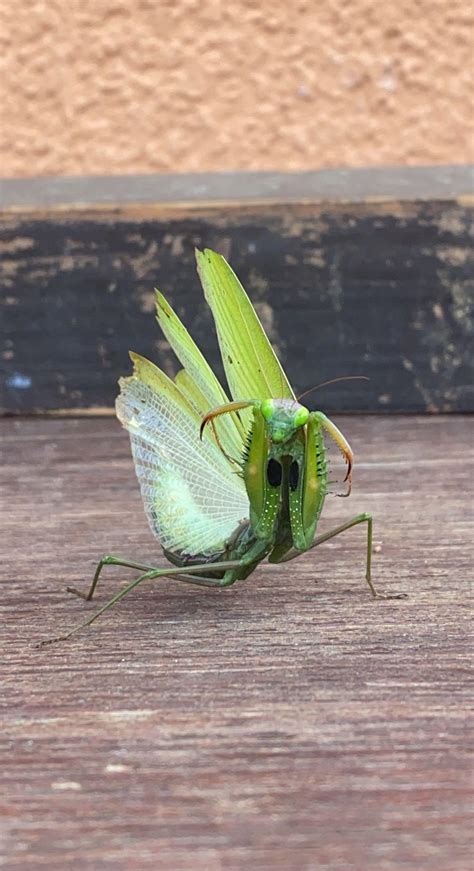 Theatricality and deception : r/insects