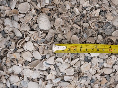 Washed Mini Shells – The Stone Yard