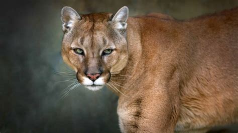 Hear a Mountain Lion Scream: What It Sounds Like and Why They Do It - A ...
