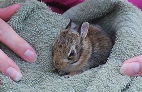 Image result for Wild Baby Bunny Rabbit Care