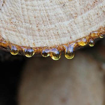 Gallery - Aurashine Essentials Private Limited from Mumbai Maharashtra ...