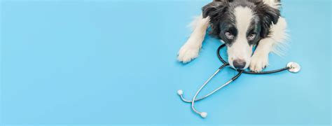 Homepage | Perry Hall Animal Hospital