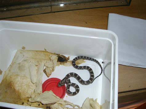 Kalifornische Kettennatter in Unterhaching | Tiere | Kleinanzeigen