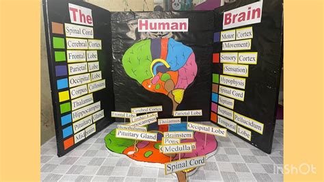 DIY Brain Model Projects 的图像结果