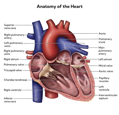 What is the Difference Between Anatomy and Physiology? | Blog