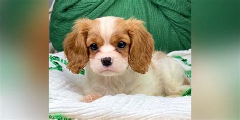 Couple says 6-month-old dog died after finding poisonous mushrooms in yard