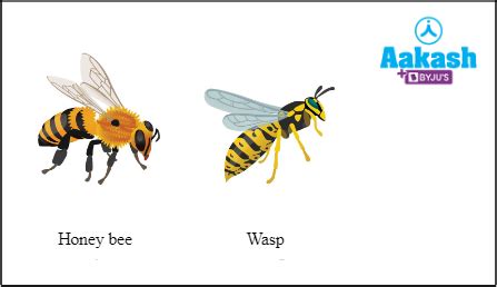 Camouflage in Biology: Definition, Types and Importance | AESL