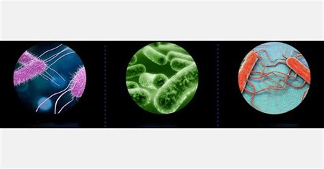 Image result for Vegetative Pathogens