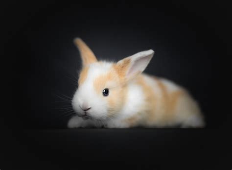 Download wallpaper rabbit, baby, black background, rabbit, section ...