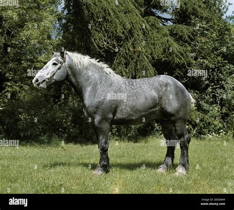 Dapple Grey Percheron Horses