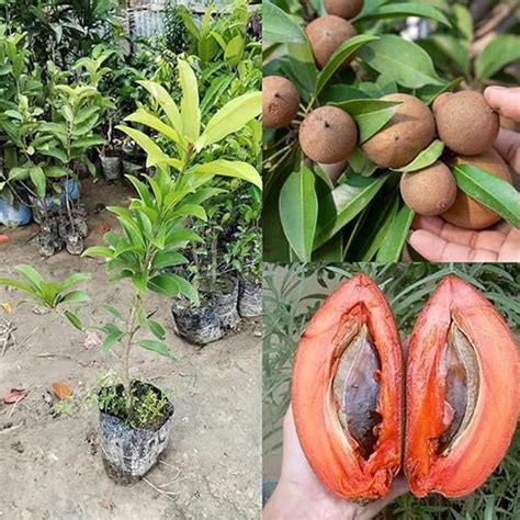 Buy Thailand Chiku Sapota All Season Grafted Fruit Plant | Golden Hills ...
