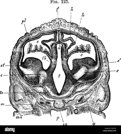 Image result for Lamina Terminalis Embryonic Development