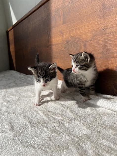 Südtirols Tierbörse Nr. 1 | Luudl