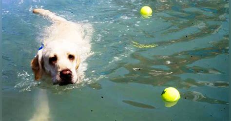 Pet Boarding Services in Bangalore | LBB, Bangalore