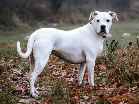 Dogo Argentino | Breed, Temperament, Strength & Size | Britannica