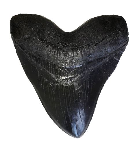 Buy 5.5 Inch Black Megalodon Tooth Replica with Serrations Resin ...