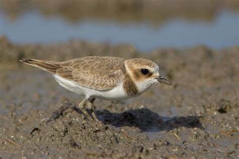 Kentish Plover (Kentish) - eBird