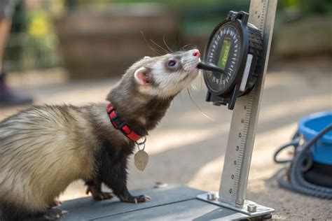 How Many Pounds Per Square Inch Can a Ferret Bite? Unveiling the Bite ...