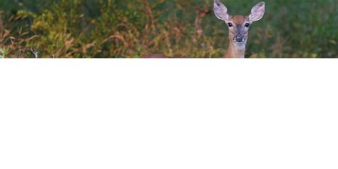 Antlerless Deer License | Game Commission | Commonwealth of Pennsylvania