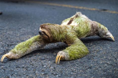 These Predators View Sloths as Snacks - A-Z Animals Slideshows