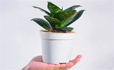 GOOD HOMES INDIA Snake Plant | Snake Plant indoor Live Plant | Snake ...