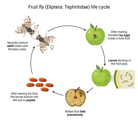 Fruit Fly Life Cycle Using Fruit Flies To Help Understand Cancer