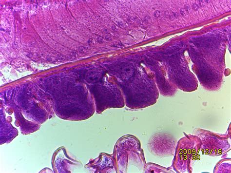 Biological Microscope 的图像结果