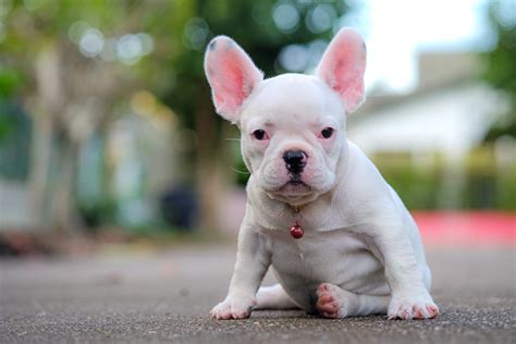 Cute French Bulldog Puppies