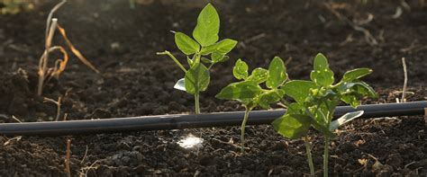 Local Production 的图像结果