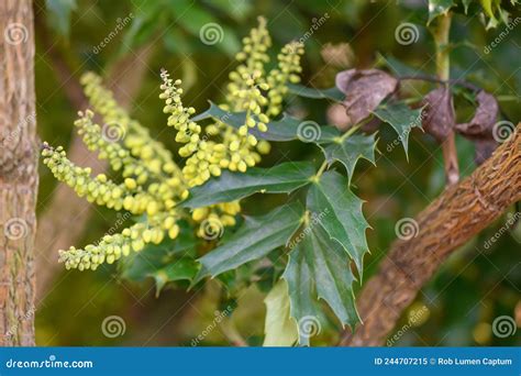 Chinese Mahonia, Mahonia Fortunei, Yellow Inflorescence Stock Image ...